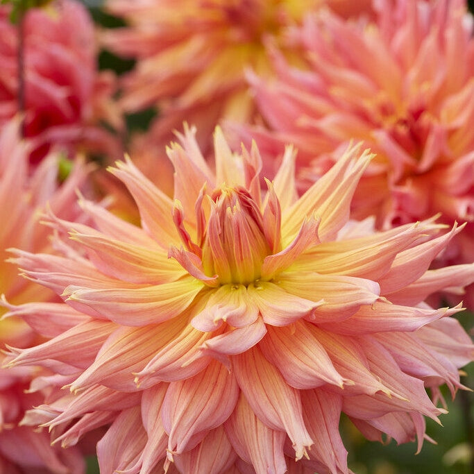 Dahlia Dekorativ Omega 1-pack